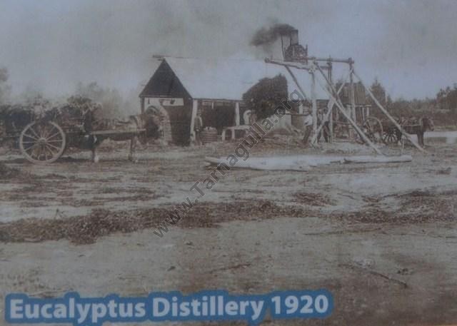 Arnold Eucalyptus Distillery, 1920.