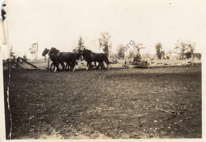 Bryce Alexander and team of horses, Murphys Creek. 1928 (2)