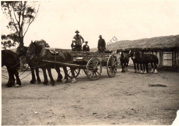 Bert Alexander at his farm in Llanelly, with horses and wagon