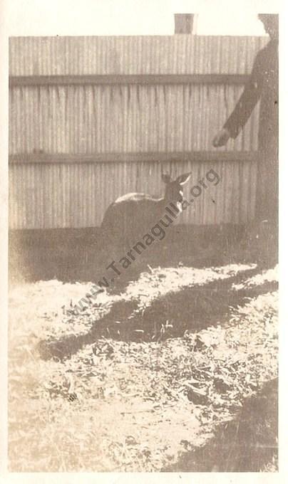 Enid Stobie's pet kangaroo, Billy, c 1920