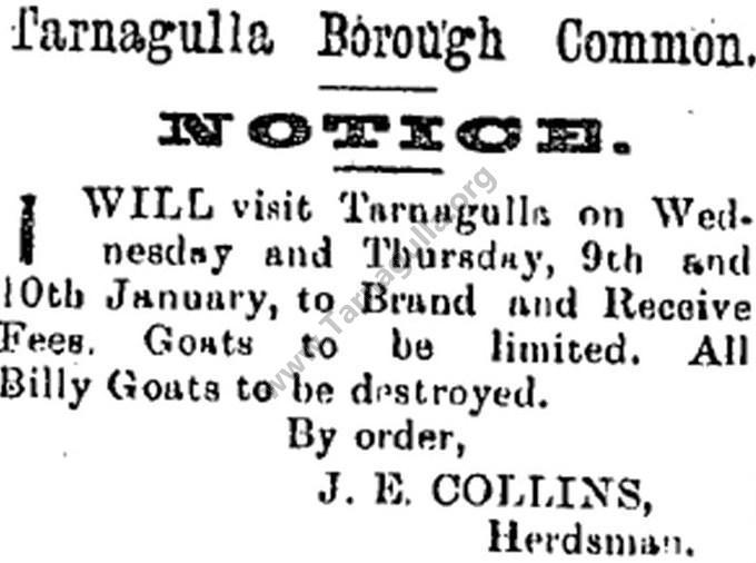 Tarnagulla Common, Advertisement by J E Collins,  Herdsman 5 January 1901