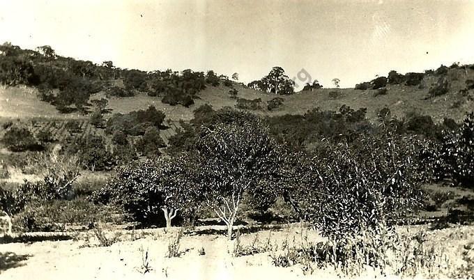 Moliagul Cherry Gardens, 1927