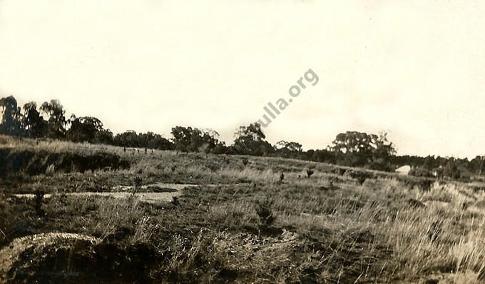 Tarnagulla Pine Plantation, 1927