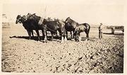 Bryce Alexander and team of horses, Murphys Creek. 1928