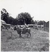 Kennedy brothers with Fred Williams milking cow, Tarnagulla