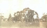 Cricket in Victoria Park, Tarnagulla c 1920